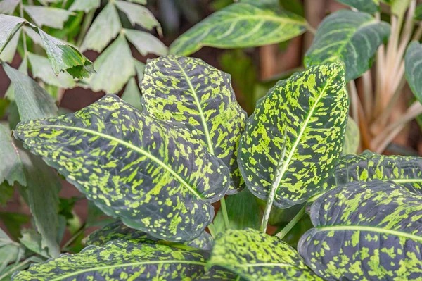 Seradaki egzotik bir bitkinin kalın, sulu yaprağına yakın.