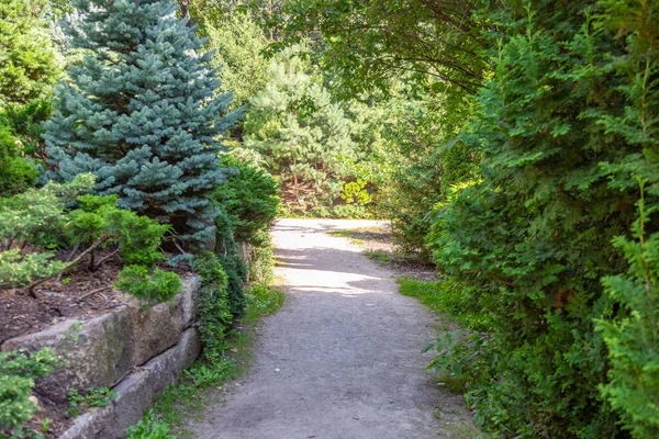 Шлях Пішоходів Гуляти Сучасному Зеленому Міському Парку Літній День — стокове фото