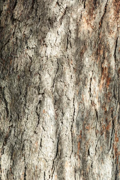 Het Gestructureerde Oppervlak Van Schors Van Oude Meerjarige Loofboom — Stockfoto