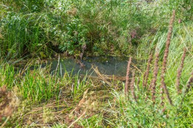 Şehir parkının ortasında çamurlu, terk edilmiş bir gölet.