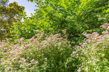 Parlak sonbahar çiçeği botanik bahçesinde çiçek açtı.