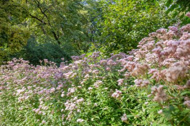 Parlak sonbahar çiçeği botanik bahçesinde çiçek açtı.
