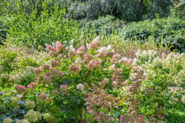 Parlak sonbahar çiçeği botanik bahçesinde çiçek açtı.