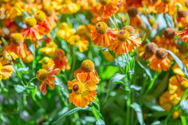 Parlak sonbahar çiçeği botanik bahçesinde çiçek açtı.