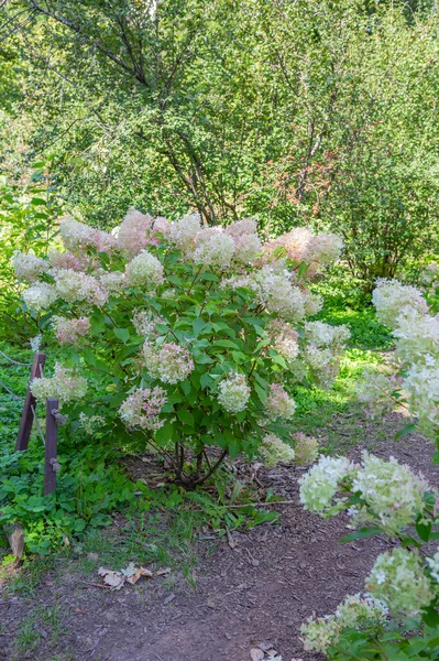 Heldere Herfst Bloem Bloomed Een Botanische Tuin — Stockfoto