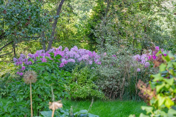 Яскрава Квітка Осені Розквітла Ботанічному Саду — стокове фото