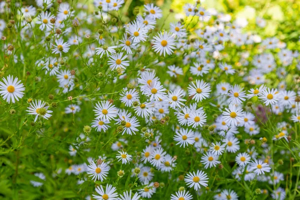 Ljusa Höstblommor Blommade Botanisk Trädgård — Stockfoto