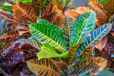 Seradaki egzotik bir bitkinin kalın, sulu yaprağına yakın.