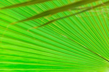 Seradaki egzotik bir bitkinin kalın, sulu yaprağına yakın.