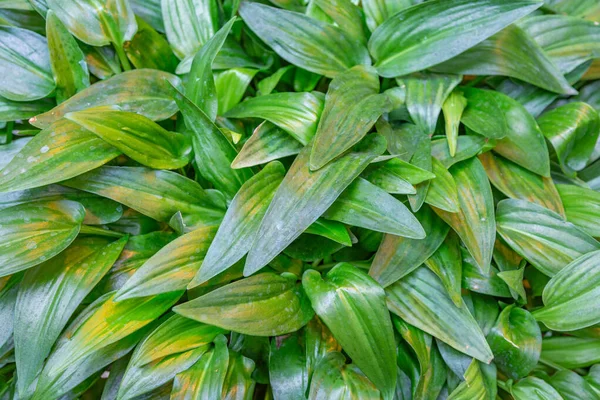 Cerca Una Hoja Jugosa Gruesa Una Planta Exótica Invernadero —  Fotos de Stock