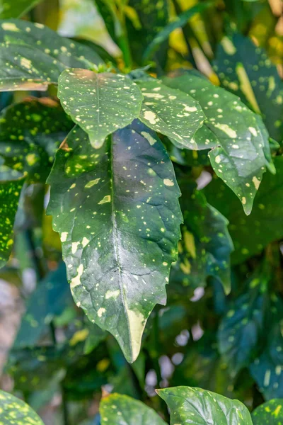 Der Nähe Eines Dicken Saftigen Blattes Einer Exotischen Pflanze Gewächshaus — Stockfoto