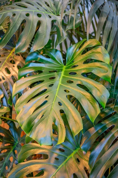 靠近温室里一种异国植物浓密多汁的叶子 — 图库照片
