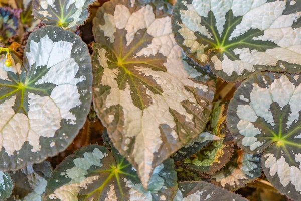 温室内のエキゾチックな植物の厚いジューシーな葉の近く — ストック写真