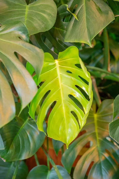Közel Egy Sűrű Lédús Levél Egy Egzotikus Növény Egy Üvegházban — Stock Fotó