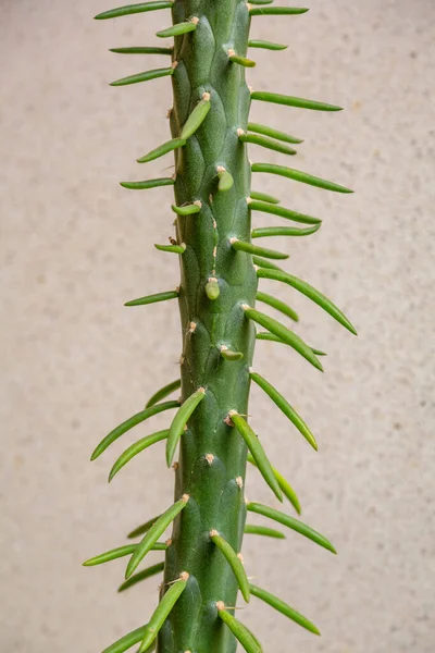 Dicht Bij Een Dik Sappig Blad Van Een Exotische Plant — Stockfoto