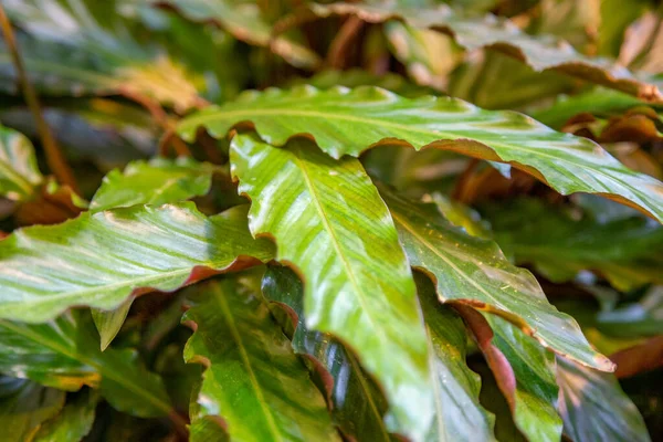 Közel Egy Sűrű Lédús Levél Egy Egzotikus Növény Egy Üvegházban — Stock Fotó