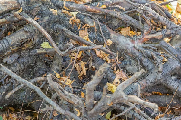 Grandes Raízes Secas Árvores Como Decoração Jarda — Fotografia de Stock