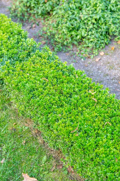 Yeşil bir bahçe ya da arka bahçenin manzarasını tasarlama seçeneği