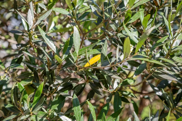 Zielone Drzewo Olea Europaea Rodziny Oleaceae — Zdjęcie stockowe