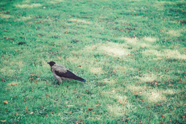 Corvo Cinza Preto Gramado Verde Outono Parque — Fotografia de Stock