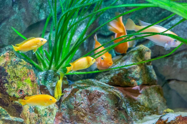 Ev içi bir akvaryumda parlak sualtı süs bitkileri.