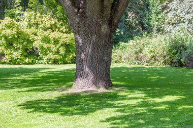 Güneşli bir yaz gününde, şehir parkındaki iki yıllık meşe ağacı.