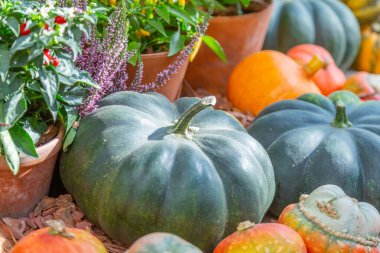 Cadılar Bayramı 'nın sembolü olarak çiftliğin arka bahçesinde sonbahar balkabağı