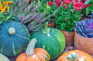 Cadılar Bayramı 'nın sembolü olarak çiftliğin arka bahçesinde sonbahar balkabağı