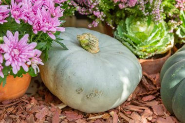 Cadılar Bayramı 'nın sembolü olarak çiftliğin arka bahçesinde sonbahar balkabağı
