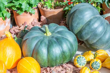 Cadılar Bayramı 'nın sembolü olarak çiftliğin arka bahçesinde sonbahar balkabağı