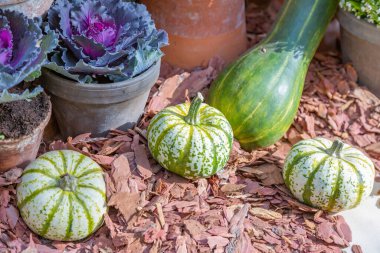 Cadılar Bayramı 'nın sembolü olarak çiftliğin arka bahçesinde sonbahar balkabağı