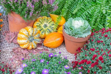 Cadılar Bayramı 'nın sembolü olarak çiftliğin arka bahçesinde sonbahar balkabağı