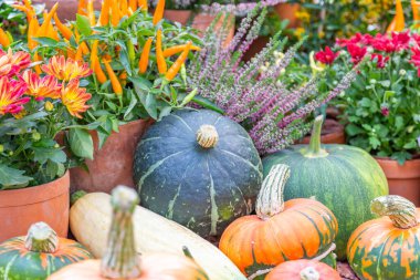 Cadılar Bayramı 'nın sembolü olarak çiftliğin arka bahçesinde sonbahar balkabağı