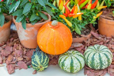 Cadılar Bayramı 'nın sembolü olarak çiftliğin arka bahçesinde sonbahar balkabağı
