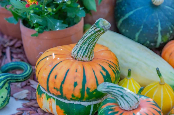 Autumn pumpkin as a symbol of Halloween in the backyard of the farm