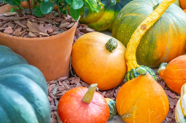 Autumn pumpkin as a symbol of Halloween in the backyard of the farm