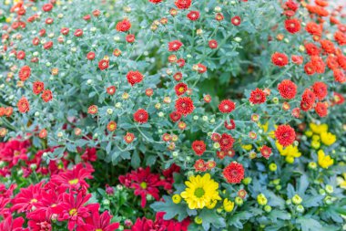 Parlak sonbahar çiçeği botanik bahçesinde çiçek açtı.