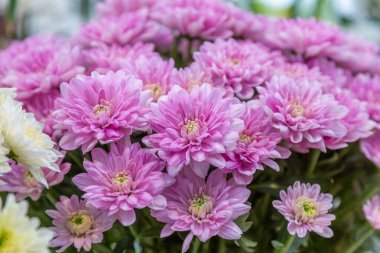 Parlak sonbahar çiçeği botanik bahçesinde çiçek açtı.