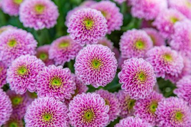 Parlak sonbahar çiçeği botanik bahçesinde çiçek açtı.