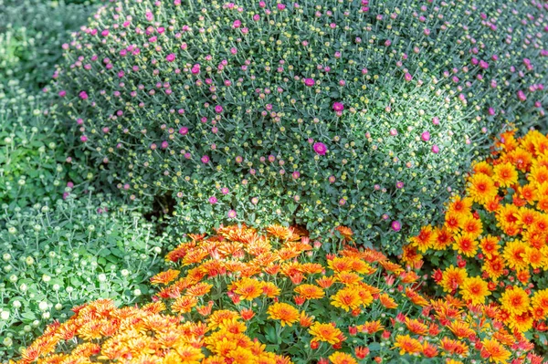 Luminoso Fiore Autunnale Fiorito Giardino Botanico — Foto Stock