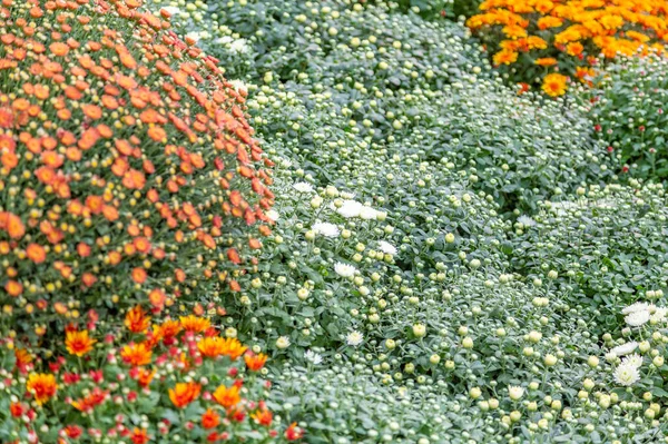 Fényes Őszi Virág Virágzott Botanikus Kertben — Stock Fotó