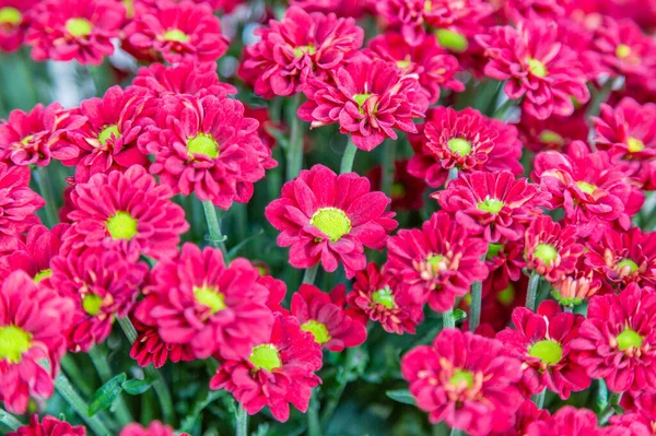 Fényes Őszi Virág Virágzott Botanikus Kertben — Stock Fotó
