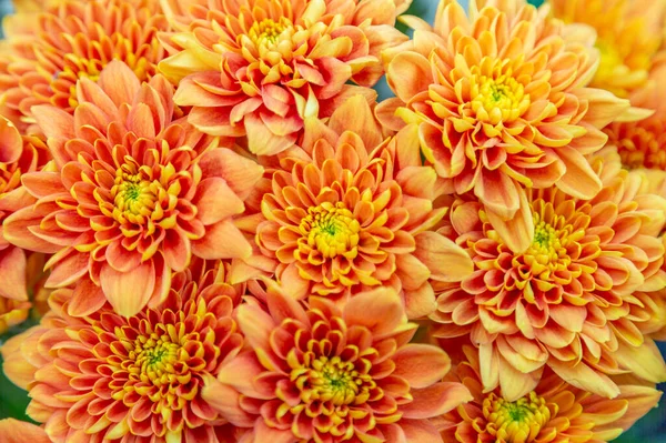Bright Autumn Flower Bloomed Botanical Garden — Stock Photo, Image