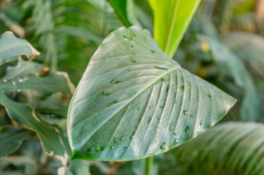 Seradaki egzotik bir bitkinin kalın, sulu yaprağına yakın.