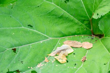 Seradaki egzotik bir bitkinin kalın, sulu yaprağına yakın.