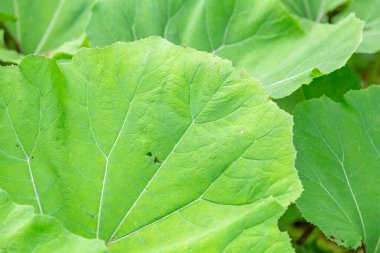 Seradaki egzotik bir bitkinin kalın, sulu yaprağına yakın.