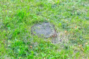 Koca bir ağaç kütüğü, bir yaz gününde.