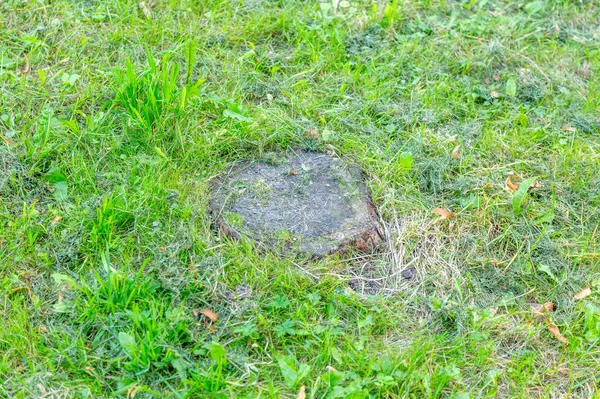 Koca bir ağaç kütüğü, bir yaz gününde.