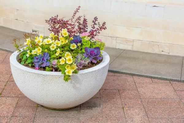 Grande Pote Jardim Com Uma Flor Brilhante Crescente Dia Verão — Fotografia de Stock