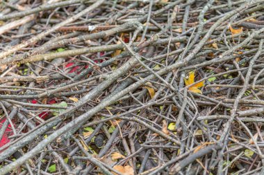Yaprak döken bir ağacın ince dalları rastgele bir yığın halinde yığılır.